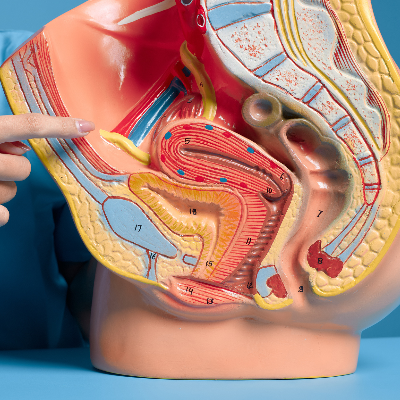 Urinary & Reproductive System