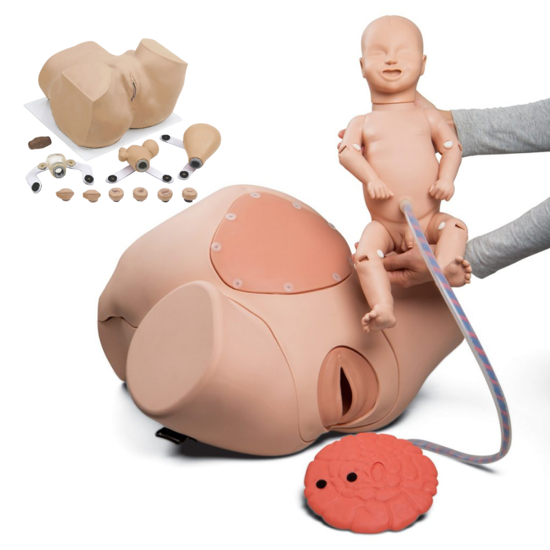 Gynaecology Manikins