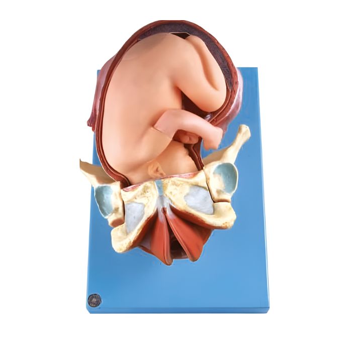 Demonstration Model of Childbirth