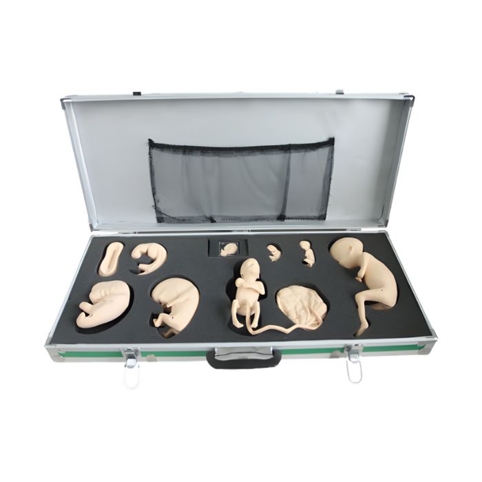 Advanced Embryo Development Process Simulator