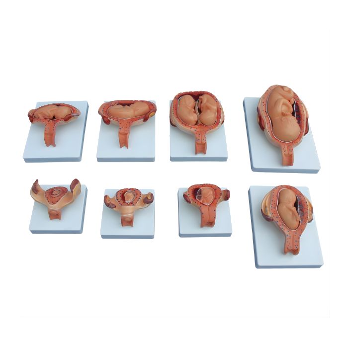 The Development Process for Fetus (Half-Size)