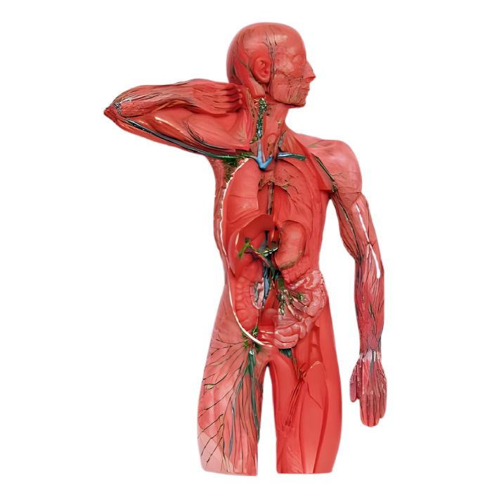 Lymphatic System