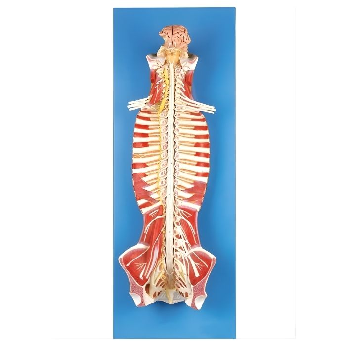 Spinal Cord in the Spinal Canal