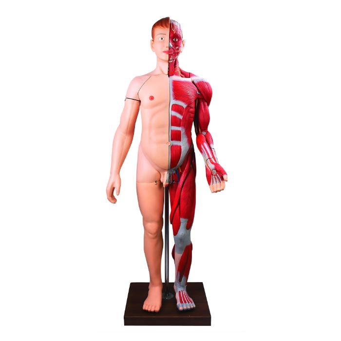 Human Body Muscles with Internal Organs