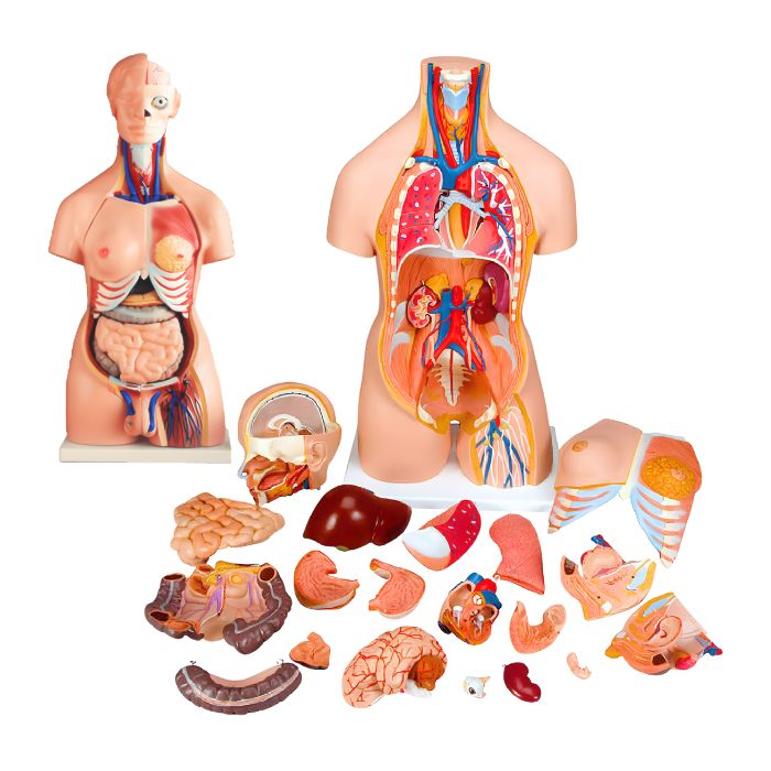  Unisex Torso 23 Parts