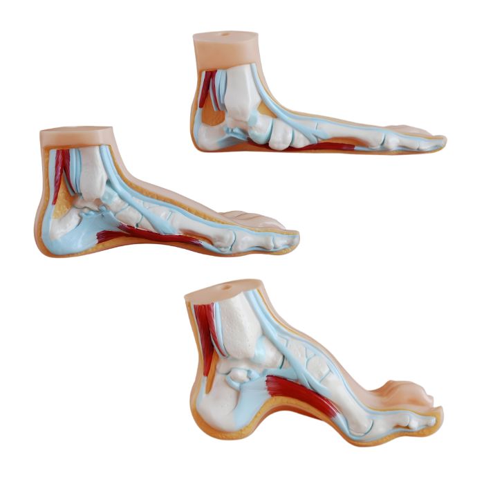 Foot Anatomical Model