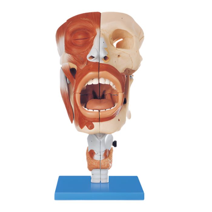 Nasal,Oral,Pharynx and Larynx Cacities