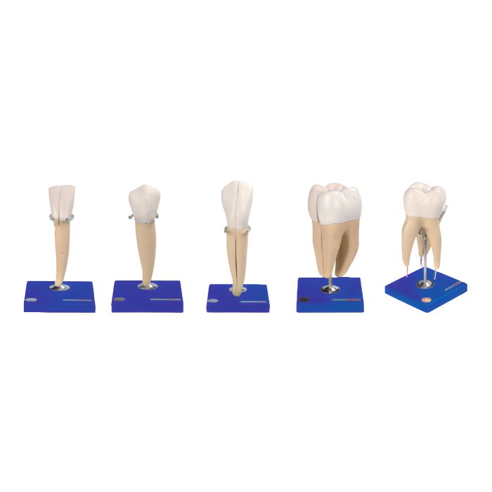 Teeth Model