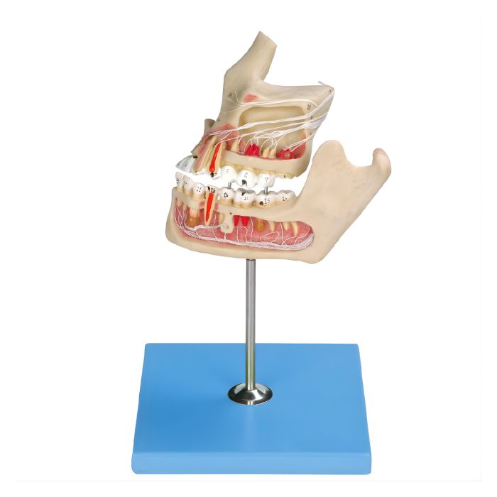 Pathologic Tooth with Jaw