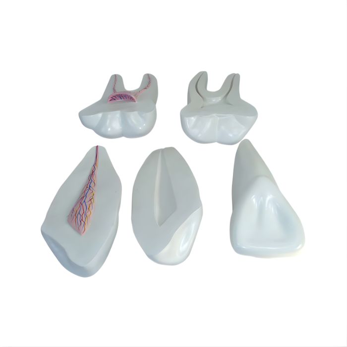 Expansion Model of Human Teeth