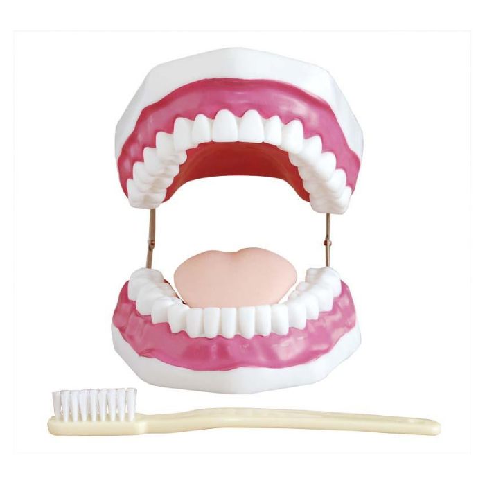 Dental Care Model (28 Teeth)