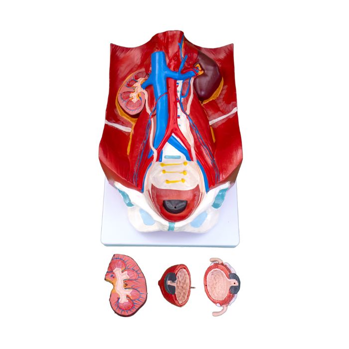 Urinary System Model