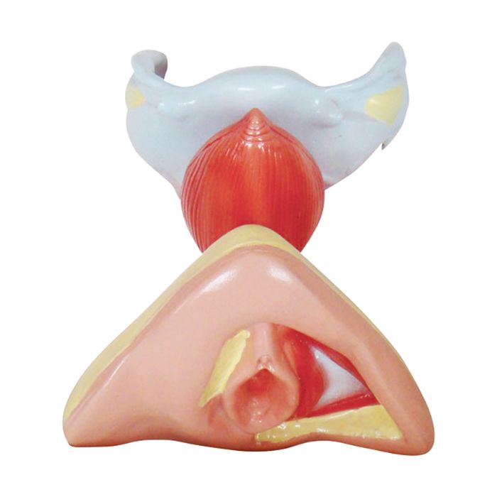 Female Internal and External Genital Organs