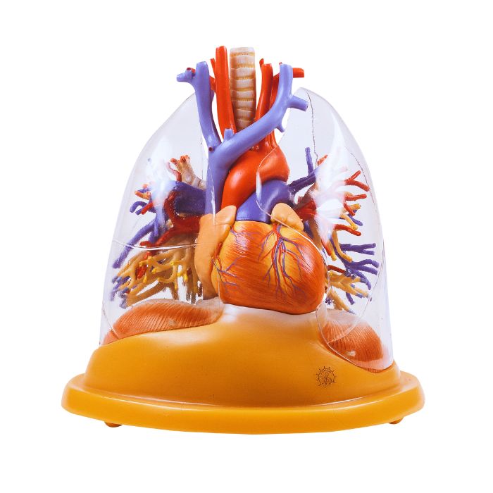 Transparent Lung, Trachea and Bronchial Tree with Heart