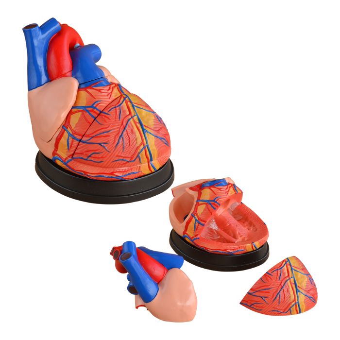 Jumbo Heart Model