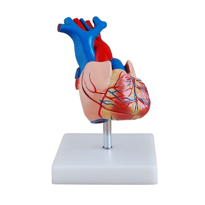 Life-Size Heart Model
