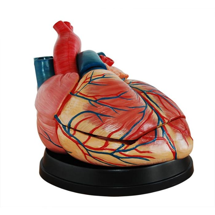 New Style Jumbo Heart Model