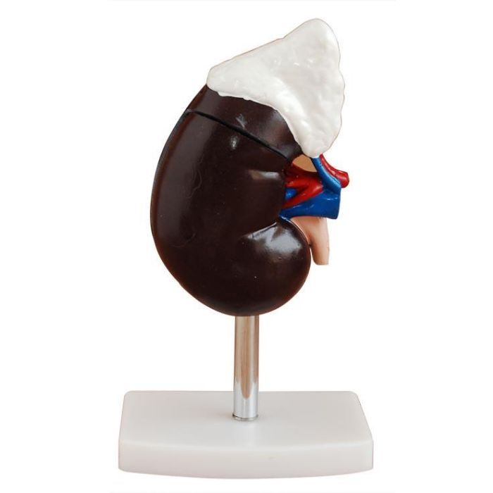 Human Kidney with Adrenal Gland