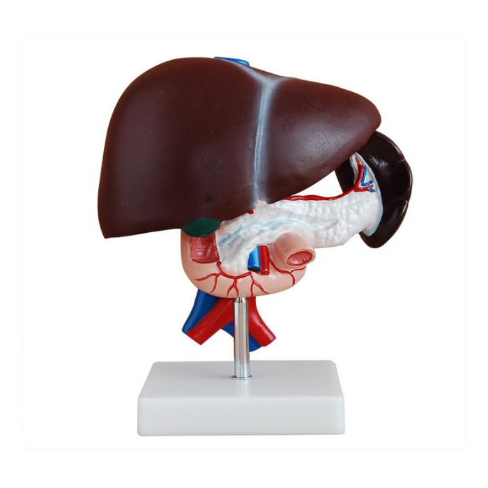 Liver, Pancreas and Duodenum Model
