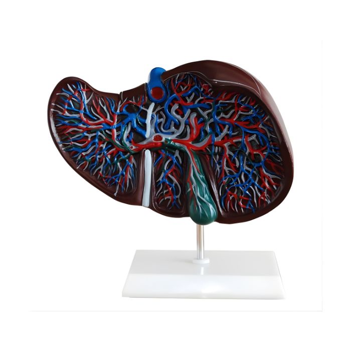 Liver Model