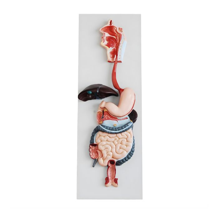 Digestive System