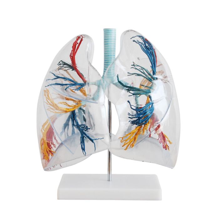 Model of the Transparent Lung Segment