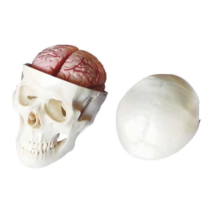 Skull Model with 8 Parts Brain