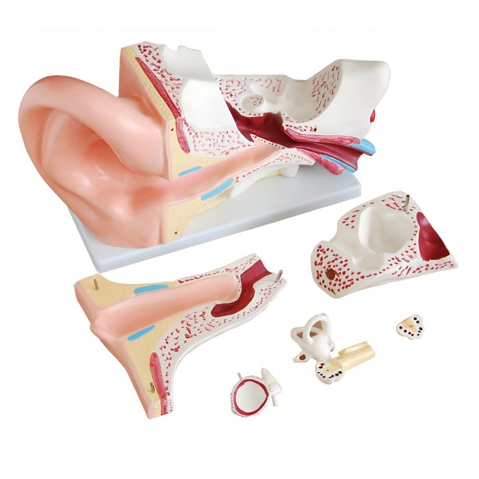 New Style Giant Ear Model