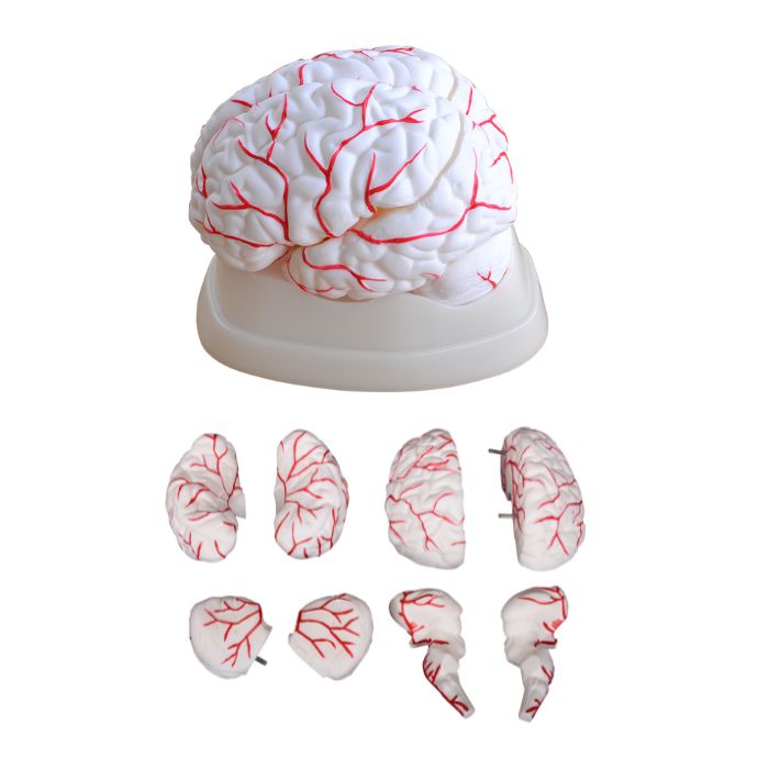 Brain with Arteries
