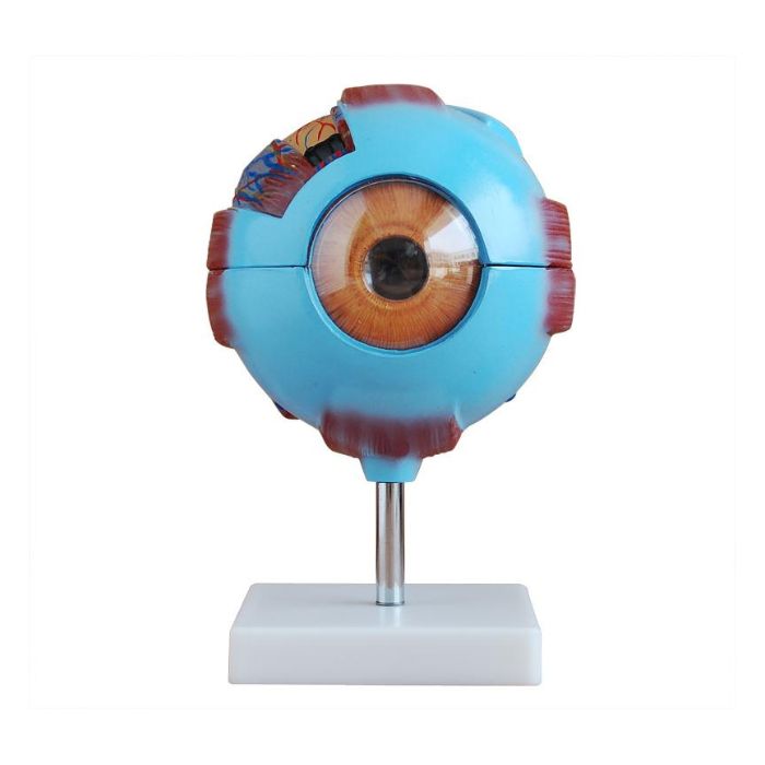  Giant Eye Model