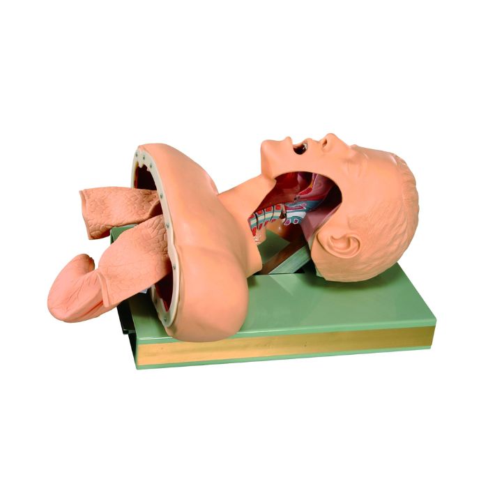 Airway Intubation Simulator
