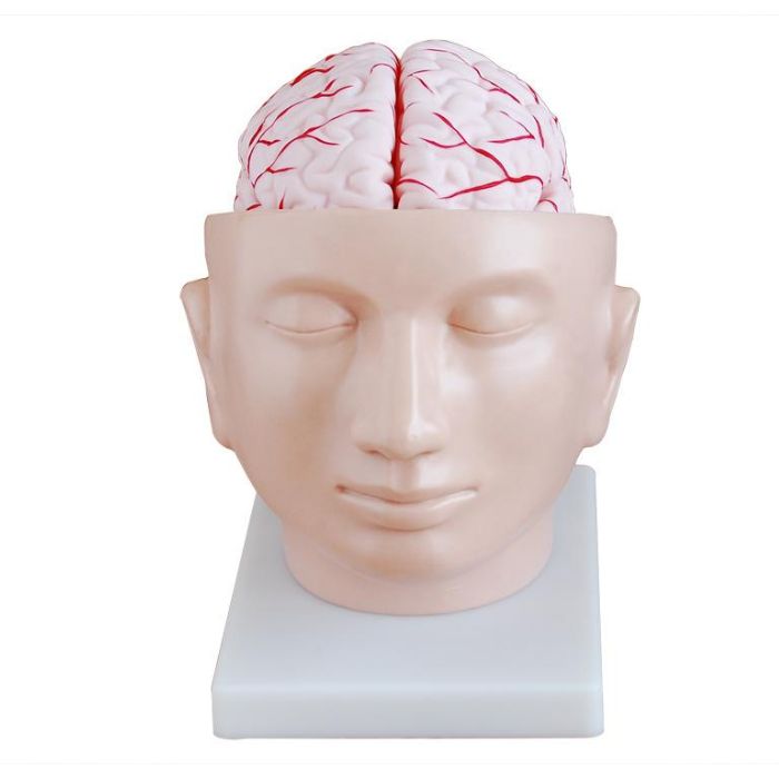 Brain with Arteries on Head