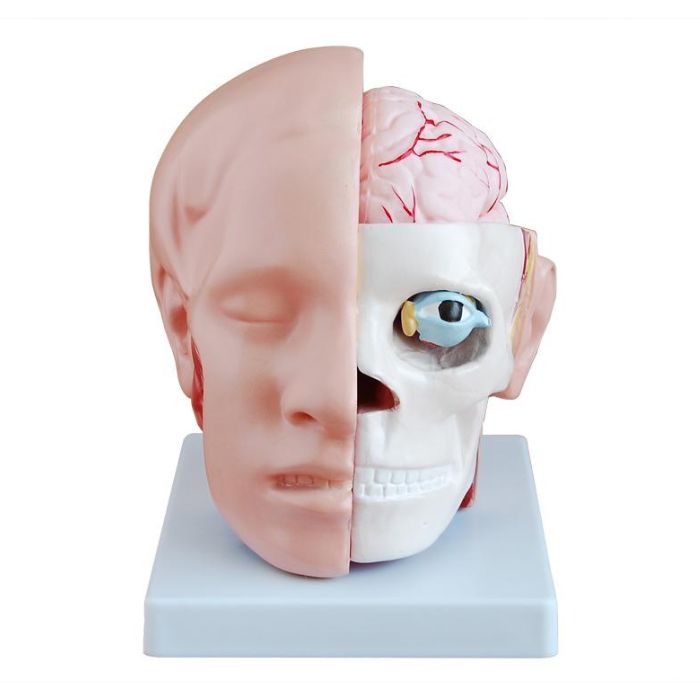 Head with Brain