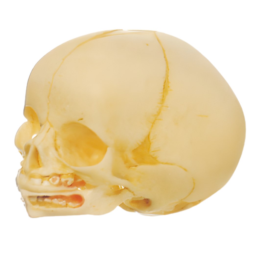 Infant Skull