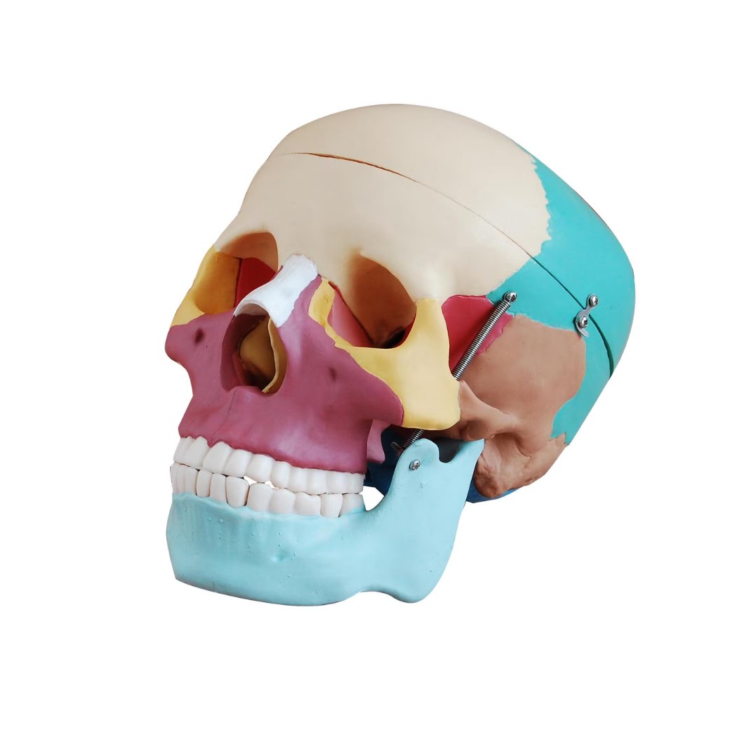 Life-Size Skull with Colored Bones