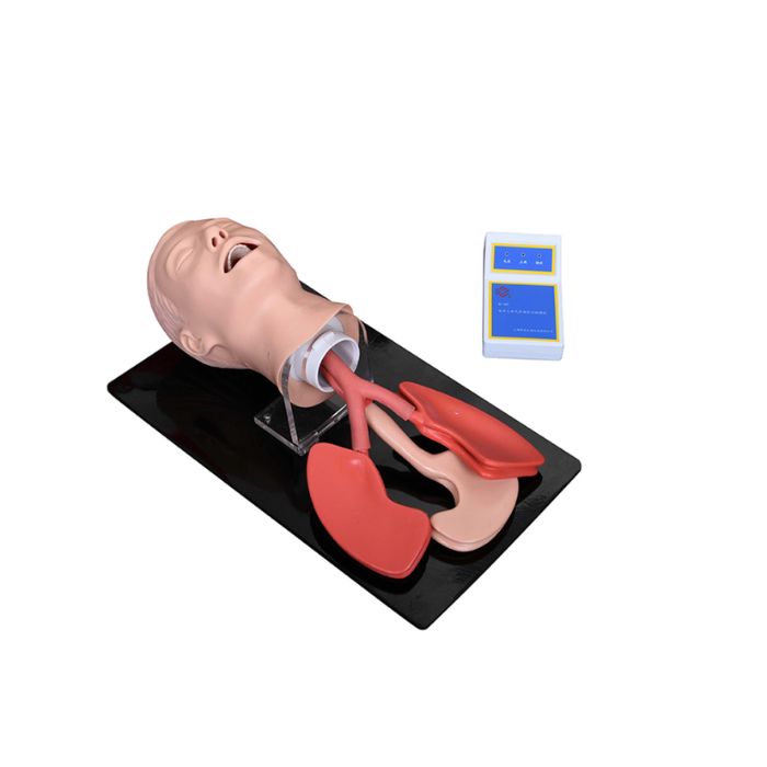 Advanced Human Trachea Intubation Model