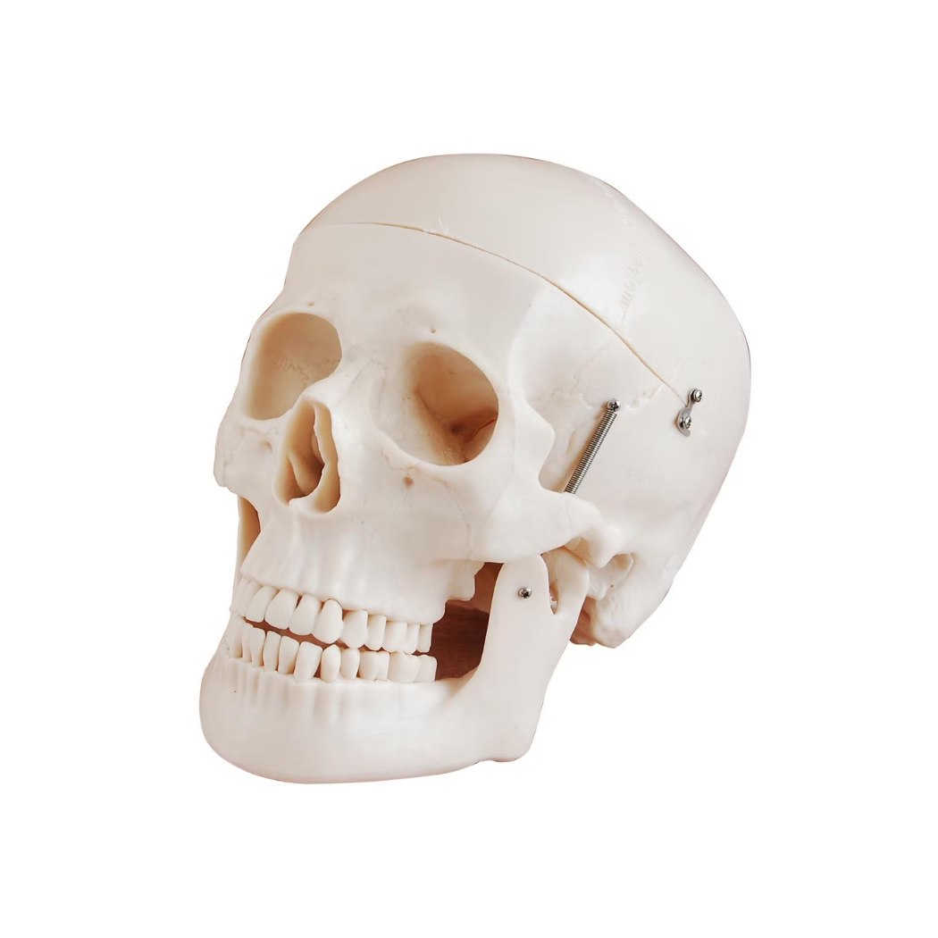 Miniature Plastic Skull