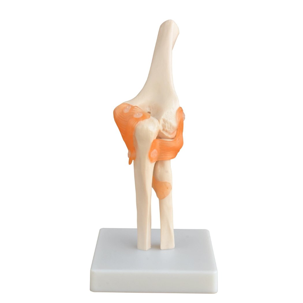 Life-Size Elbow Joint