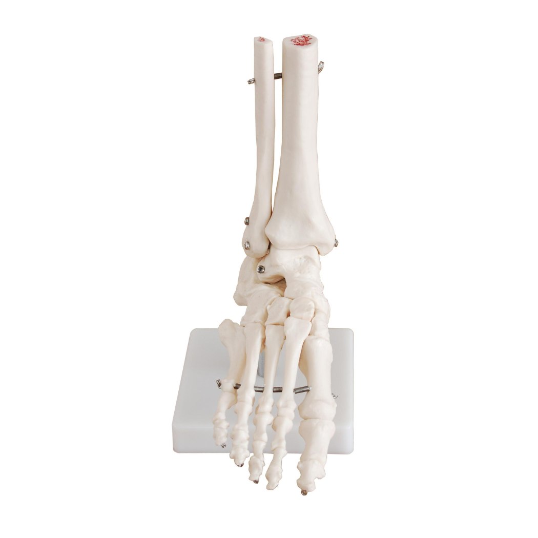Life-Size Foot Joint