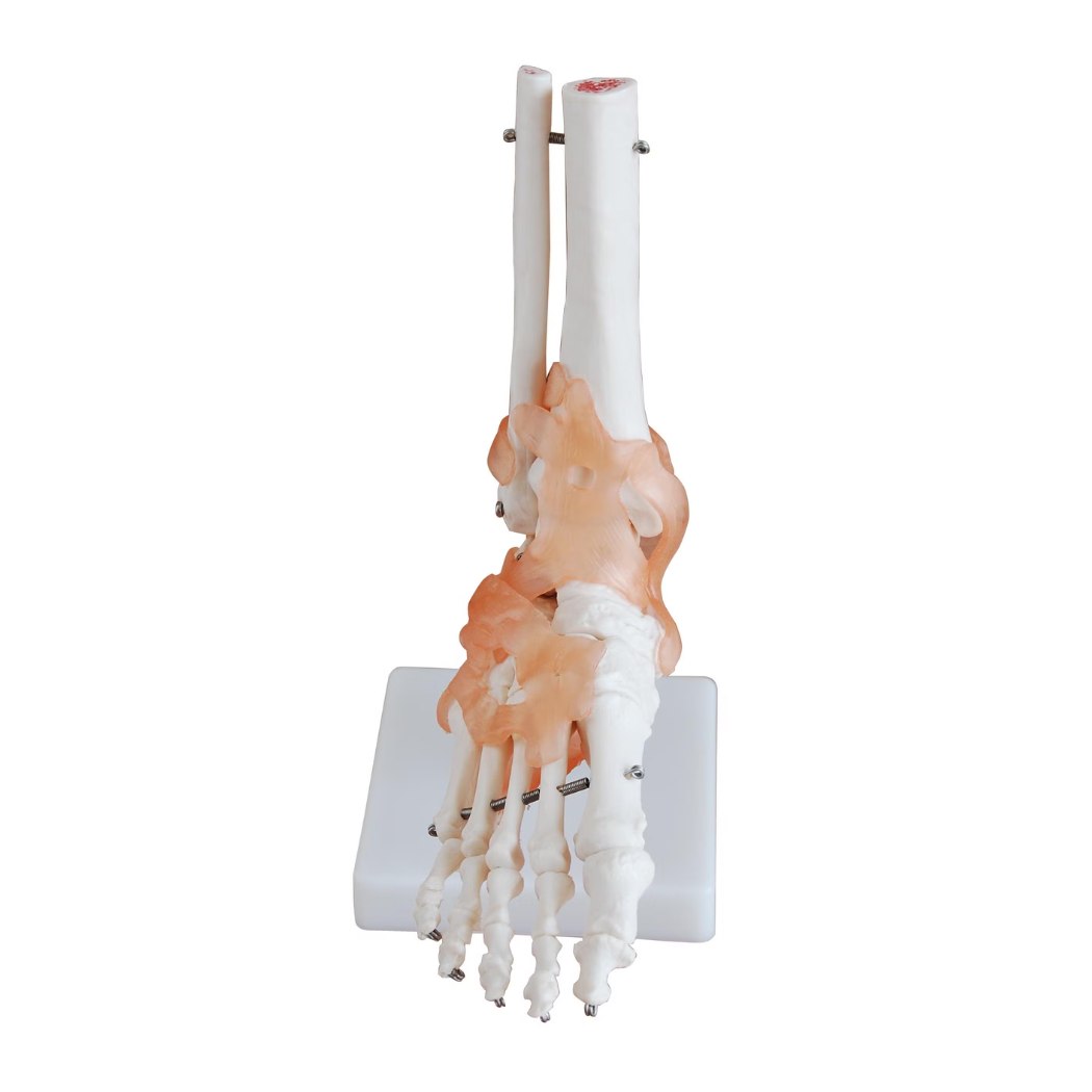 Life-Size Foot Joint with Ligaments