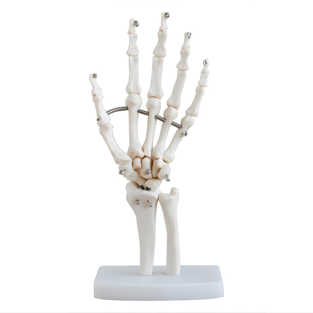 Life-Size Hand Joint