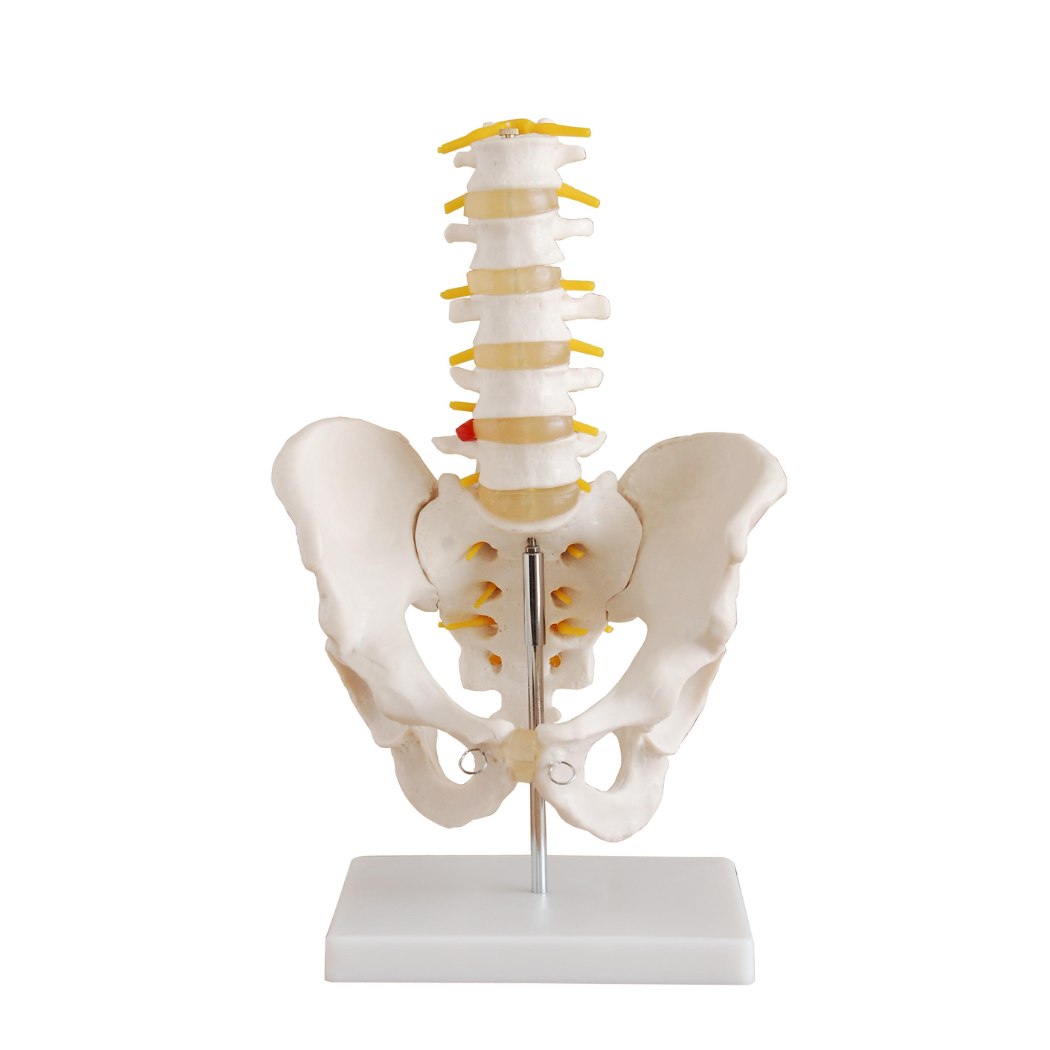 Life-Size Pelvis with 5pcs Lumbar Vertebrae