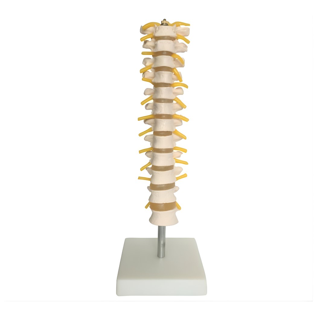 Thoracic Spinal Column