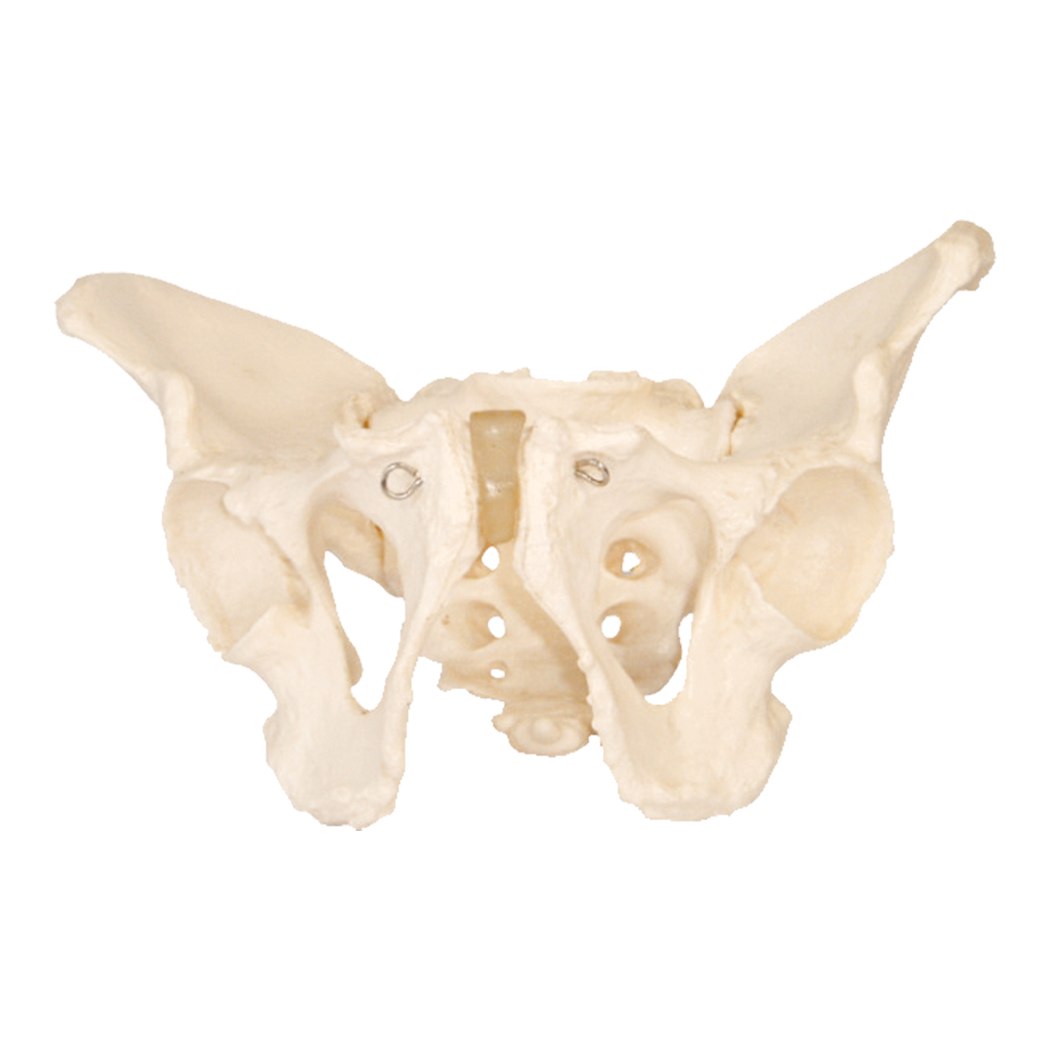 Adult Male Pelvis