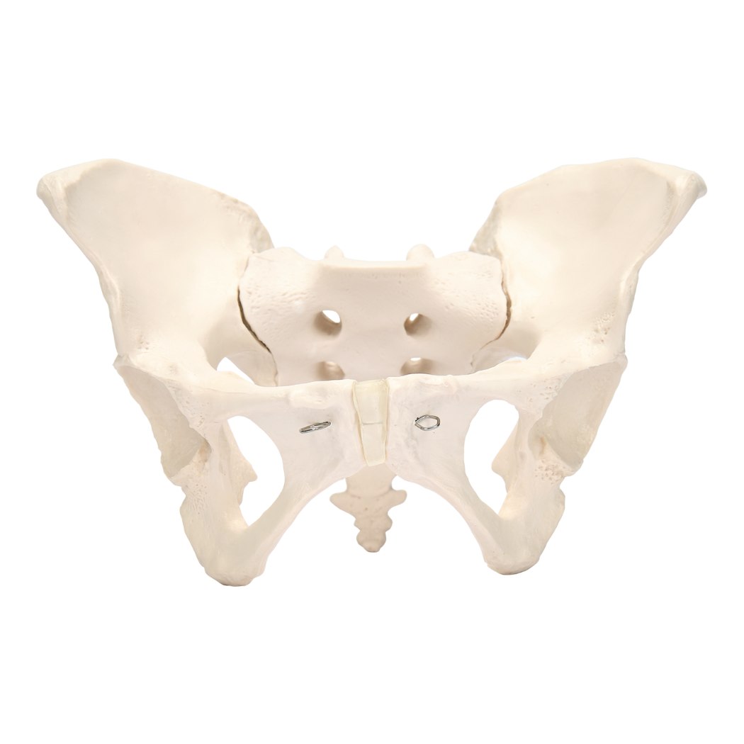 Adult Female Pelvis
