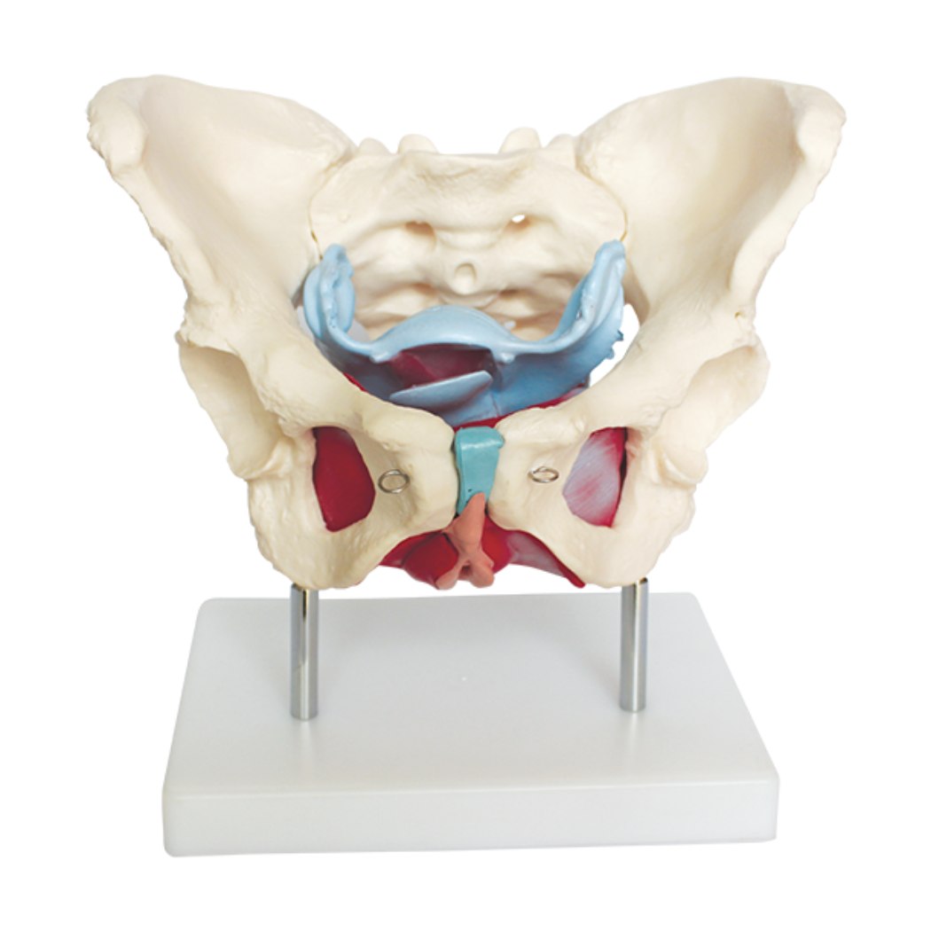 Female Pelvic Muscles and Organs