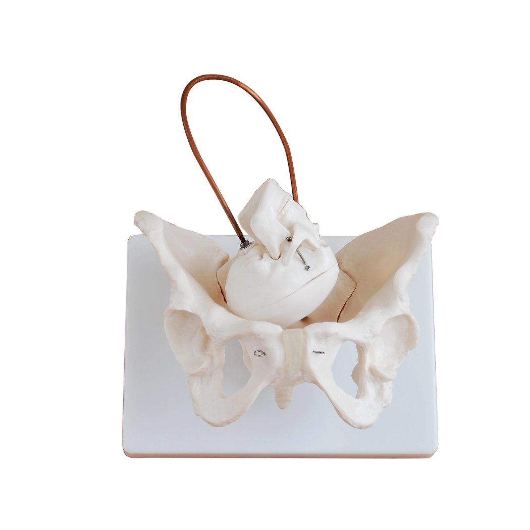 Birth Demonstration Model