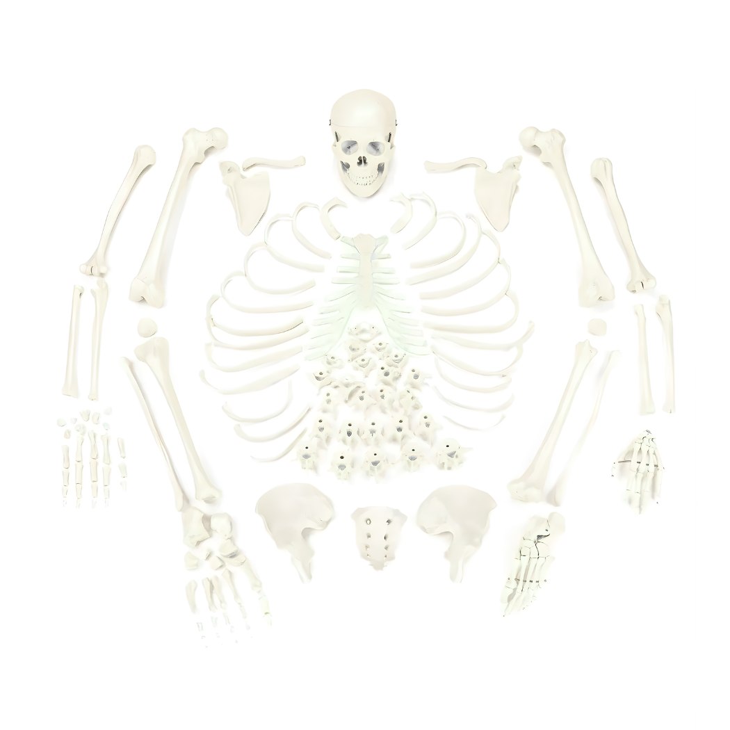 Disarticulated Skeleton with Skull