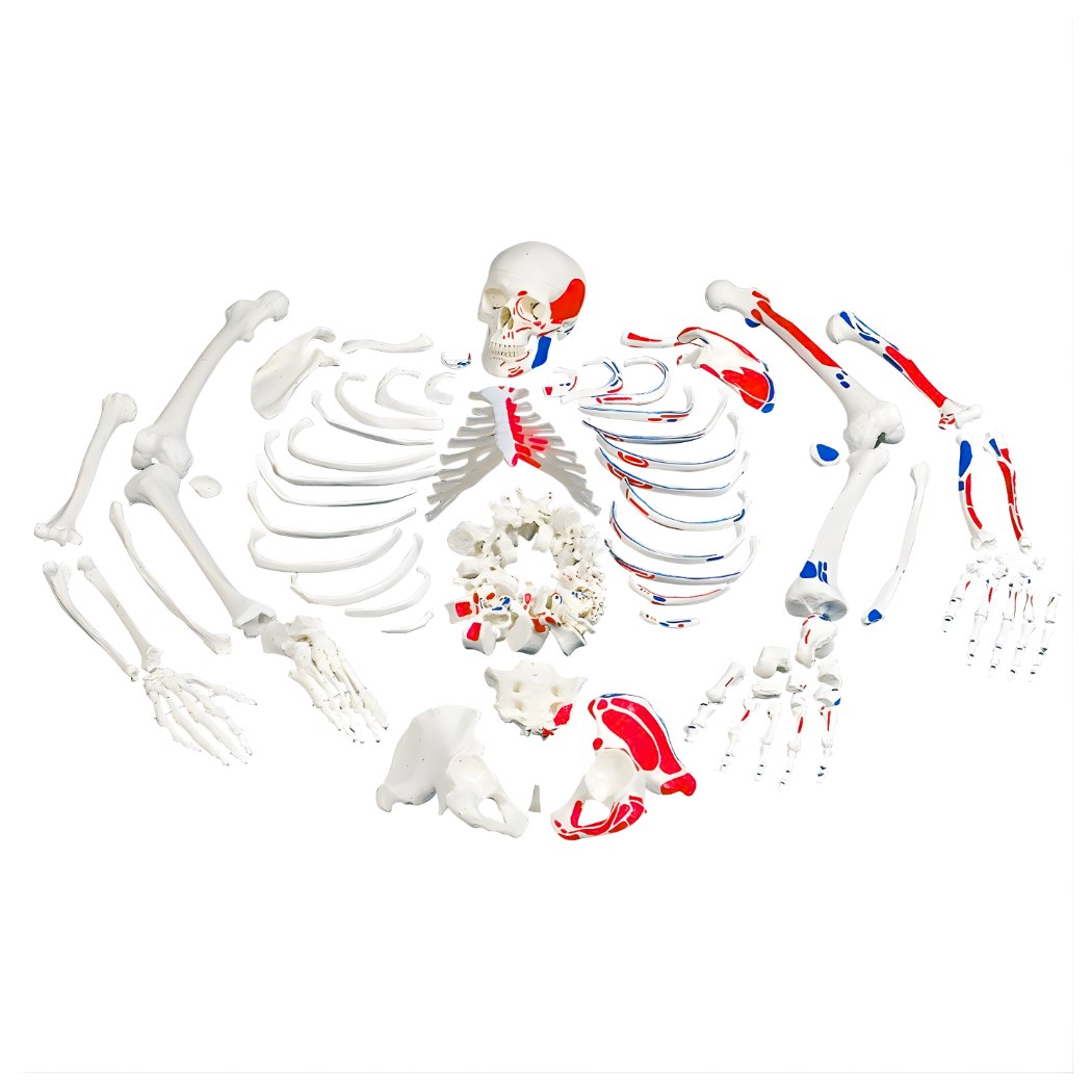 Disarticulated Skeleton with Painted Muscles