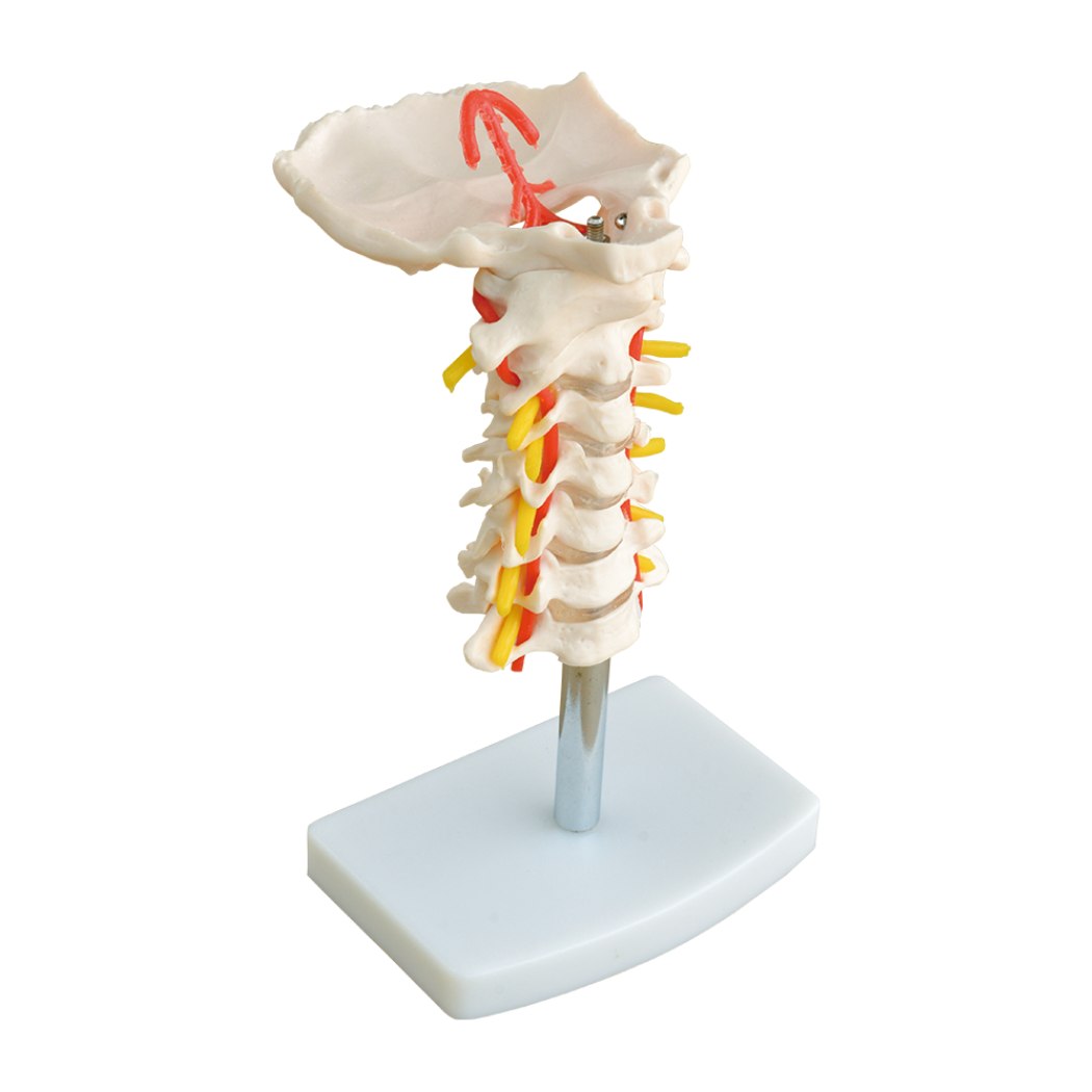 Cervical Vertebral Column with Neck Artery